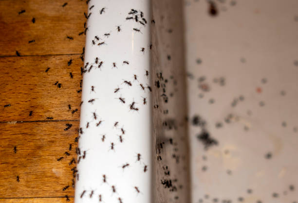 Best Residential Pest Control  in Alderton, WA