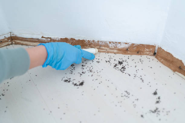 Best Ant Control Services  in Alderton, WA